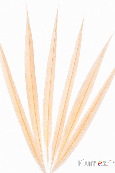Fagiano dorato - sbiancato - 40-50 cm - crema